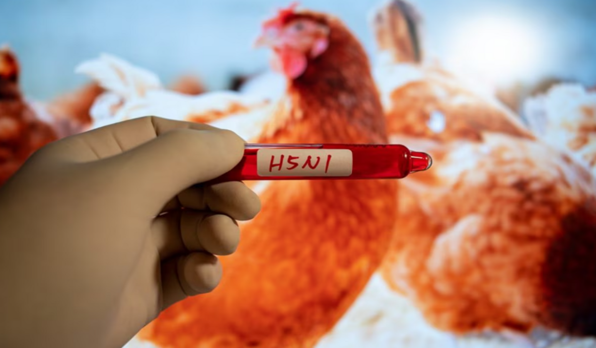 H9N2 bird flu का दूसरा मामला भारत में आया सामने, इसी वायरस से मैक्सिको में गयी थी एक व्यक्ति की जान