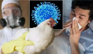 H9N2 bird flu का दूसरा मामला भारत में आया सामने, इसी वायरस से मैक्सिको में गयी थी एक व्यक्ति की जान 