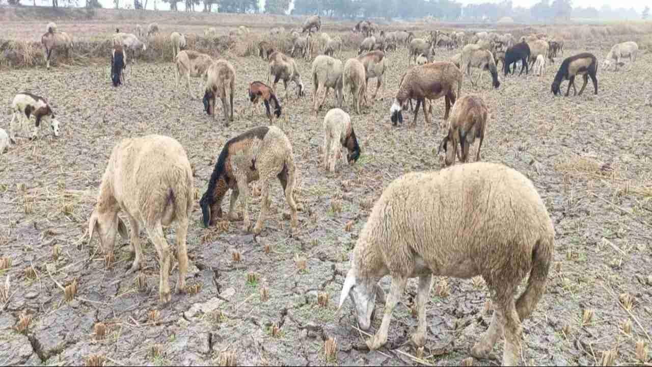 भेड़-बकरियों के फुट-रॉट रोग की रोकथाम के लिए हरियाणा हाई अलर्ट पर